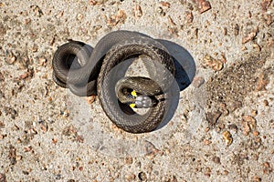 Grass snake basking in the sun. Natrix natrix.