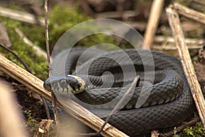 A grass snake basking in the sun on a spring day