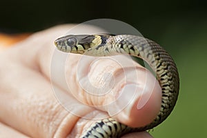 Grass Snake