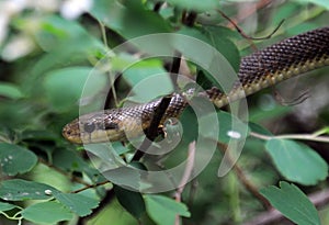Grass snake in the bush