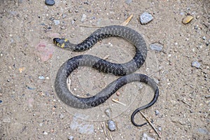 Grass snake, crawling along the ground. Non-poisonous snake. Fri