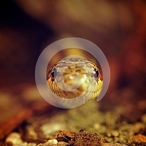 Grass snake (Elaphe Dione) watching from the shelter