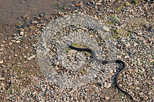 Grass snake, European non-poisonous snake in natural habitat photo