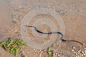 Grass snake, European non-poisonous snake in natural habitat photo