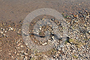 Grass snake, European non-poisonous snake in natural habitat photo