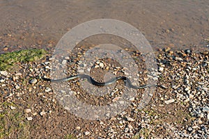Grass snake, European non-poisonous snake in natural habitat photo