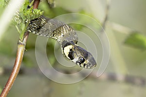 Grass snake in forest background / Natrix natrix