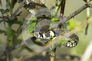 Grass snake in forest background / Natrix natrix