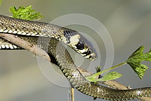 Grass snake in forest background / Natrix natrix