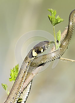 Grass snake / Natrix natrix