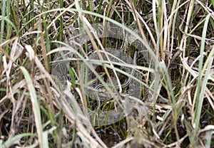 Grass Snake in Grass