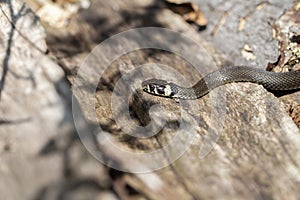 Grass Snake - hunting - macro