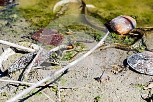 The grass snake in its natural environment