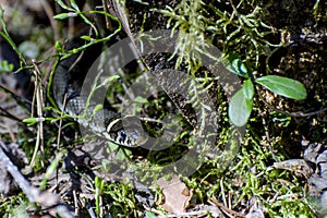 Grass snake (lat. Natrix natrix) creeps bask in the sun in early spring