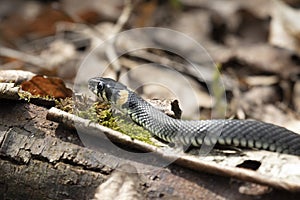 Grass snake lies on old foliage