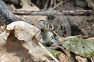 Grass snake lies on old foliage.