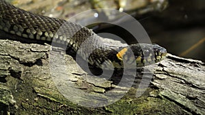 Grass snake on a log in the water. Ringed snake. Water snake. Reptile. Reptilian.