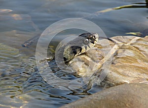 Grass snake looking from the water