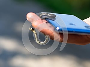 Grass snake in male hand on the phone, close-up.
