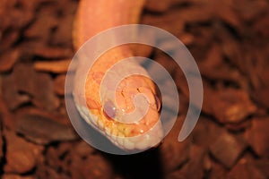 Grass Snake is molting / Ringelnatter