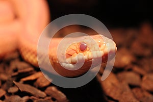 Grass Snake is molting / Ringelnatter