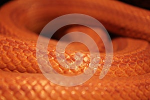 Grass Snake is molting / Ringelnatter