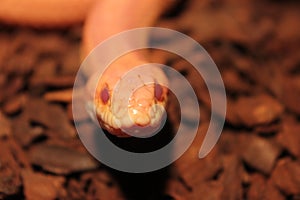 Grass Snake is molting / Ringelnatter