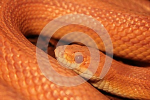 Grass Snake is molting / Ringelnatter