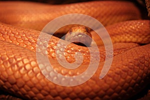 Grass Snake is molting / Ringelnatter