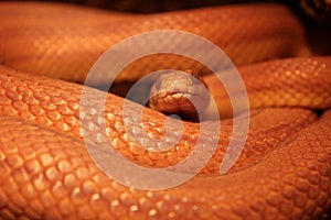 Grass Snake is molting - Ringelnatter