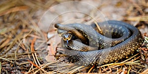 Grass Snake - Natrix Natrix Adder Head Raising Defensiveness In Forest Early Spring