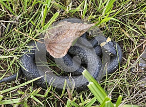 Grass snake Natrix natrix