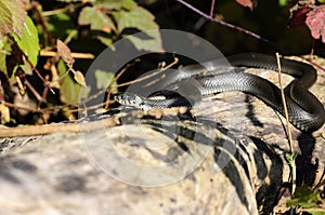 Grass Snake - Natrix natrix