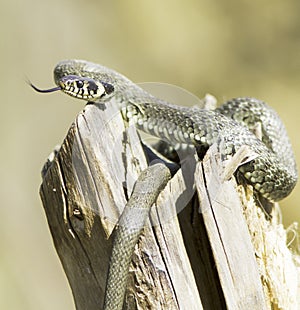 Grass snake / Natrix Natrix