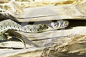 Grass snake / Natrix Natrix