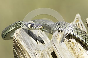 Grass snake / Natrix Natrix