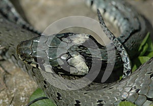 Grass snake (Natrix natrix)