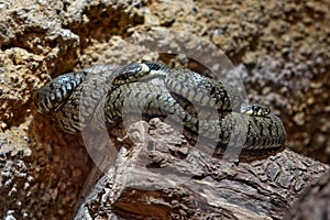 Grass snake, Natrix Natrix, close-up potrait in nature habitat. Viper in Sumava NP, Czech Republic in Europe. Wildlife nature