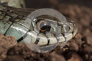 Grass Snake Natrix natrix, eye, necklace