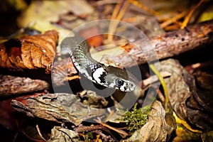 Grass snake or Natrix natrix on forest floor closeup