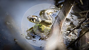 The grass snake Natrix natrix, The grass snake swims in the water, fishing for fish
