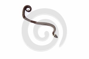 Grass snake & x28;Natrix natrix& x29; isolated on white