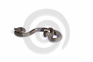 Grass snake & x28;Natrix natrix& x29; isolated on white