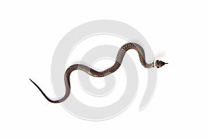 Grass snake & x28;Natrix natrix& x29; isolated on white