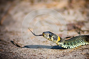 Grass Snake - Natrix Natrix
