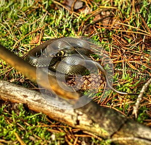 Grass snake - Natrix natrix photo