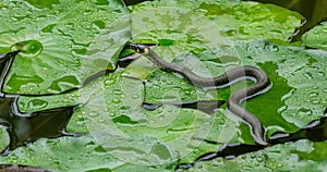 The grass snake Natrix natrix Persa ringed or water snake lying on leaves water lily leaves and preys on frogs in garden pond photo