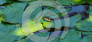 The grass snake Natrix natrix Persa ringed or water snake lying on leaves water lily leaves and preys on frogs in garden pond photo