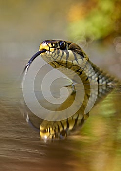 Grass Snake Natrix natrix