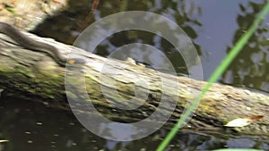 Grass Snake Natrix natrix preys on a toad